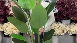 درختچه پرنده بهشتی برگ پهن ارتفاع 2 متری