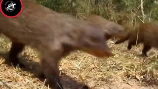 مبارزه خدنگ و کبرا | چرا نیش مار روش اثر نمی‌کنه؟