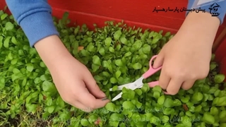 باغبانی