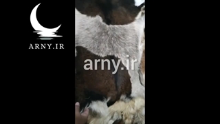 پوست بز برای زین موتور