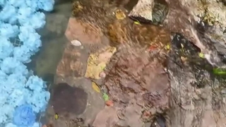 My castle.  . . My roses