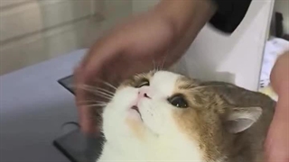 گشنمه.....معدم داره سوراخ میشه((T_T))