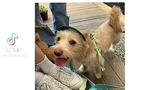 ایده جرعت حقیقت