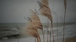 خدایا این آخرین نامه