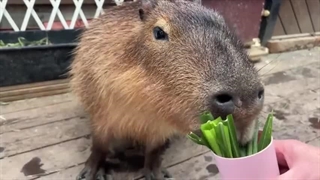 I Went to a Capybara Cafe and...