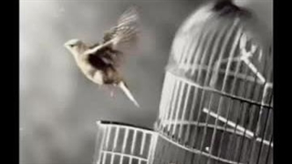 چته پرنده چته لعنتی