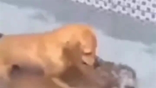 کامنت