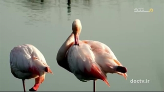 شباهت حیوانات ۱