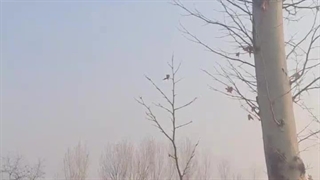 نهالستان قنبری در ارومیه