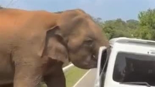 حمله فیل به گردشگران در سافاری سریلانکا