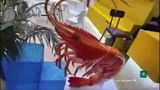 پیشنهاد صادرات میگو به چین به جای اکوادور!