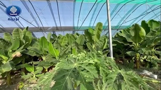 تاثیر شگفت‌انگیز توری سایبان بر کشت گیاهان و مقایسه عملکرد نصب توری سایبان-موز