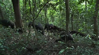 فیلم سینمایی شامپانزه(دوبله فارسی)