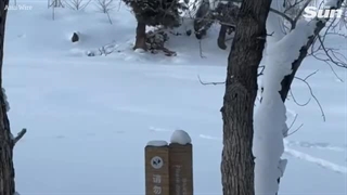 حمله پلنگ برفی به اسکی‌باز در چین