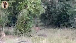 نبرد دیدنی مار پیتون با پلنگ را ببینید