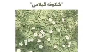 اسمای ژاپنی