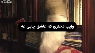 میدونم الان موقش نی ولی کسی این آهنگ کپو چیزی ازش داره؟>