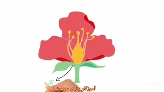 علوم تجربی چهارم ابتدایی