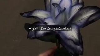 تماشای تو زیباست ، اگر بگذارند...!