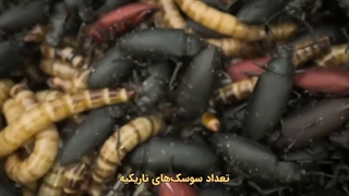 فاکتور ترس: خانه ترس 12