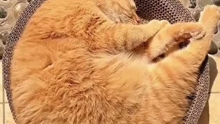 {○•●}
