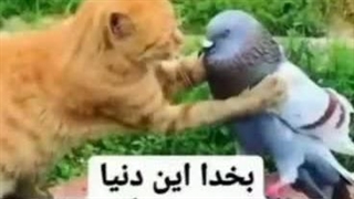 اینم بعدی