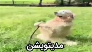 اوناس که رفتن برمیگردن بوی قطعی اینترنت می آید