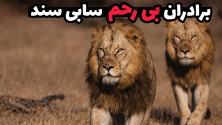 دو شیری که همه را در سابی‌سند به خاک و خون کشیدند