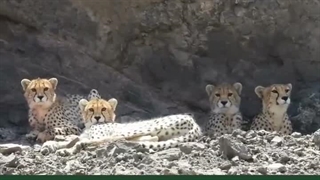 مشاهده هلیا یوزپلنگ ایرانی و توله‌هایش