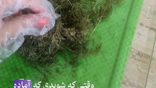 شوید خشک شده سالم باشم