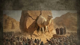 ناقه‌ی امام مهدی عج...