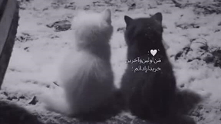 چه خبرا؟ موقت