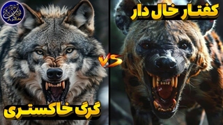 نبرد گرگ خاکستری و کفتار خال دار - برنده میدان کدام حیوان است؟